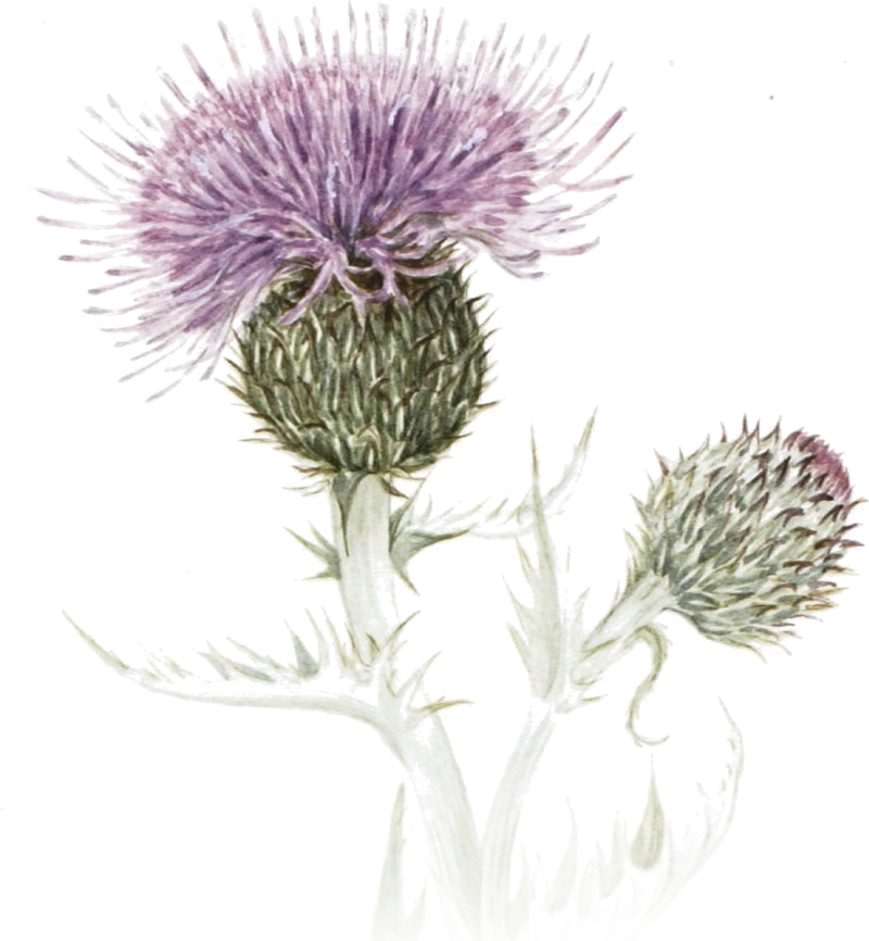 A watercolour painting of a purple Scottish thistle